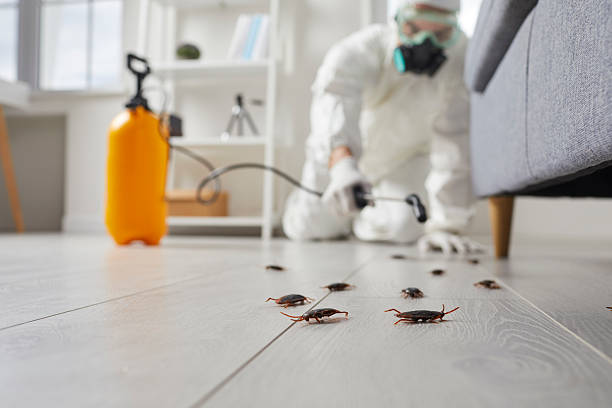 Commercial Kitchen Cockroach Control in Sweeny